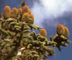 piñas_de_secuoya